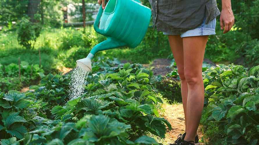Без этого ваши огурцы и клубника могут погибнуть. Какие важные правила во время полива нужно соблюдать?
