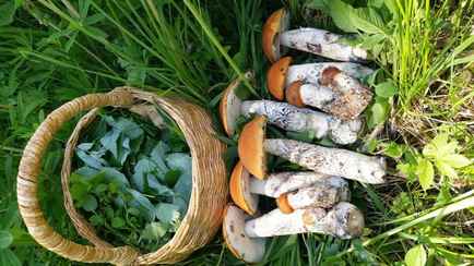 Белорусские грибники пожаловались на «дико сухой» лес. А где берут полные корзинки подосиновиков и пошли первые лисички?