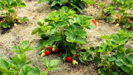 Клубника с грядки будет сладкой и ароматной. Что нужно успеть сделать до конца мая?