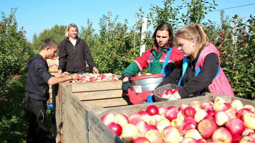 До 2000 рублей. Какие вакансии на летних каникулах пообещали белорусским школьникам и студентам?