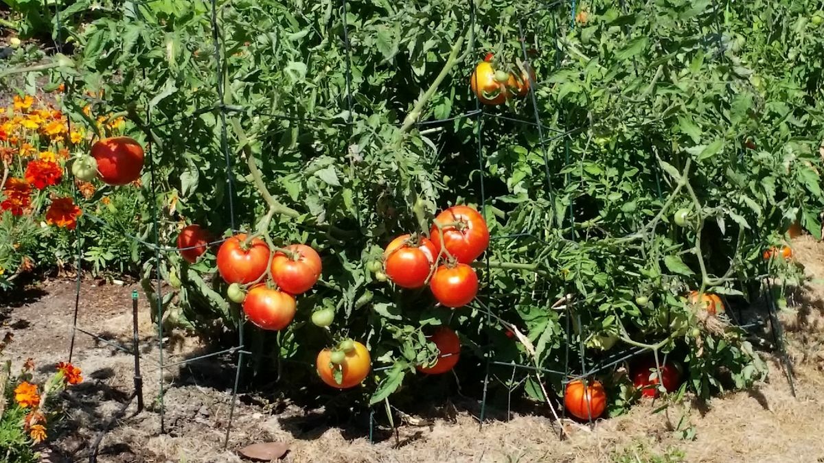 Когда и зачем пасынковать помидоры, огурцы и другие культуры? Важно запомнить эти правила