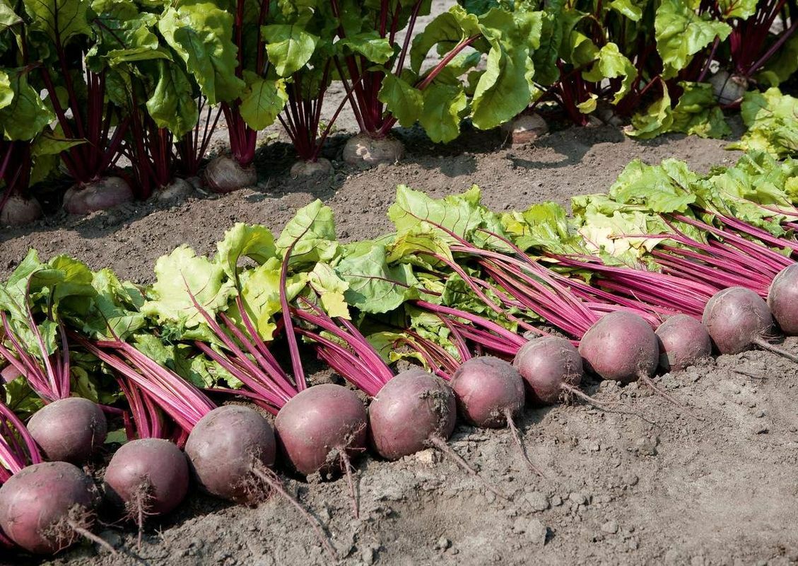 Что нужно посадить на огороде в мае и июне? Эти простые советы помогут получить богатый урожай овощей и зелени