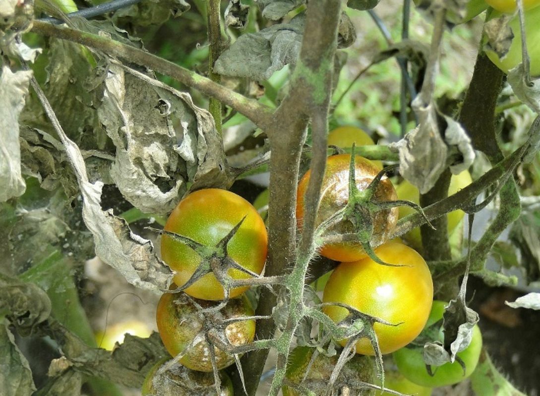 Эти 8 болезней могут убить урожай помидоров. Как это предотвратить и вылечить растения?