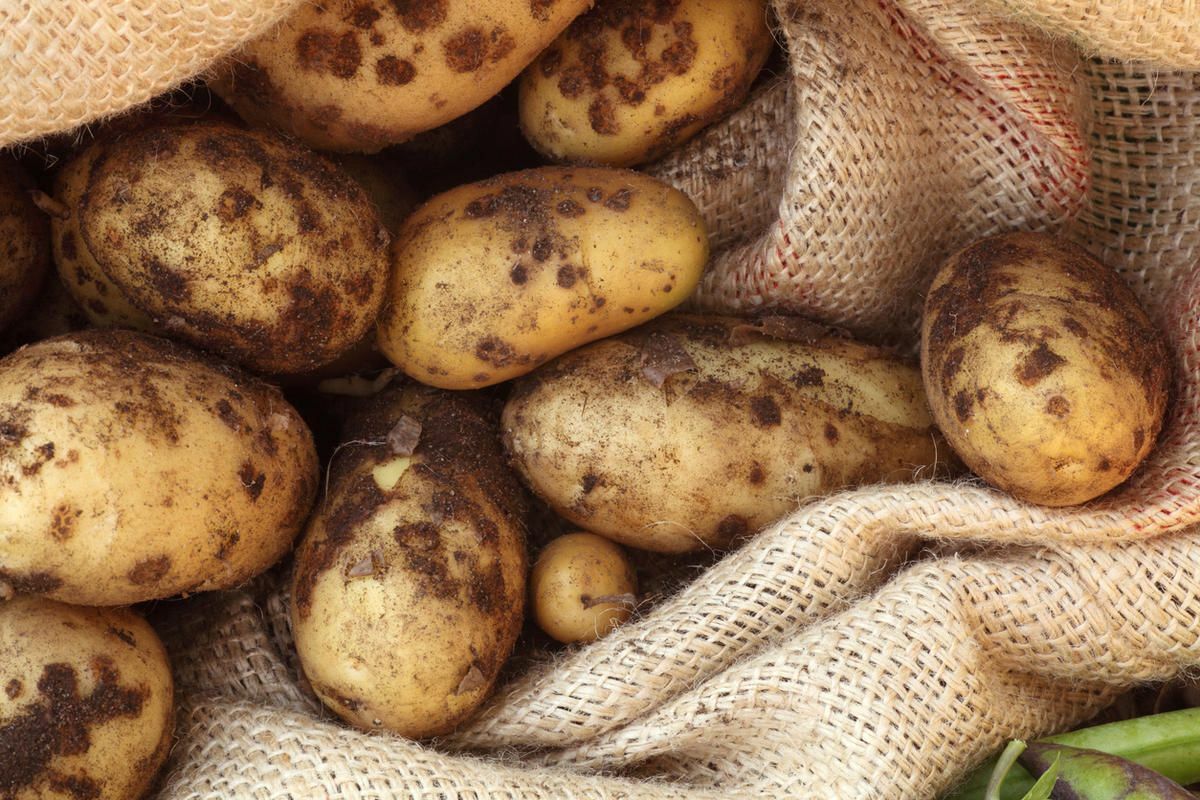 Эти болезни могут уничтожить урожай картофеля. Как избежать и чем лечить?
