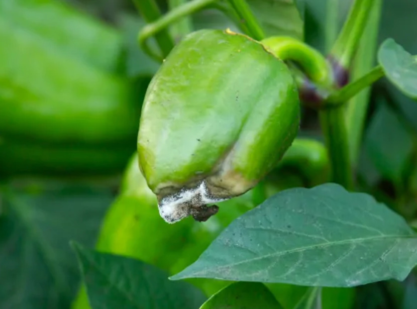 Эти 6 опасных болезней угрожают перцам. Сделайте так, чтобы уберечь урожай