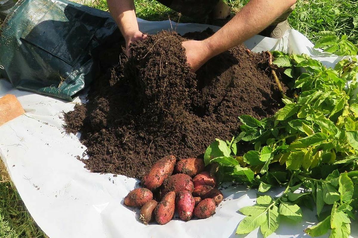 Посадите картофель в мешок — и получите шикарный урожай прямо на балконе. Как сделать это правильно?