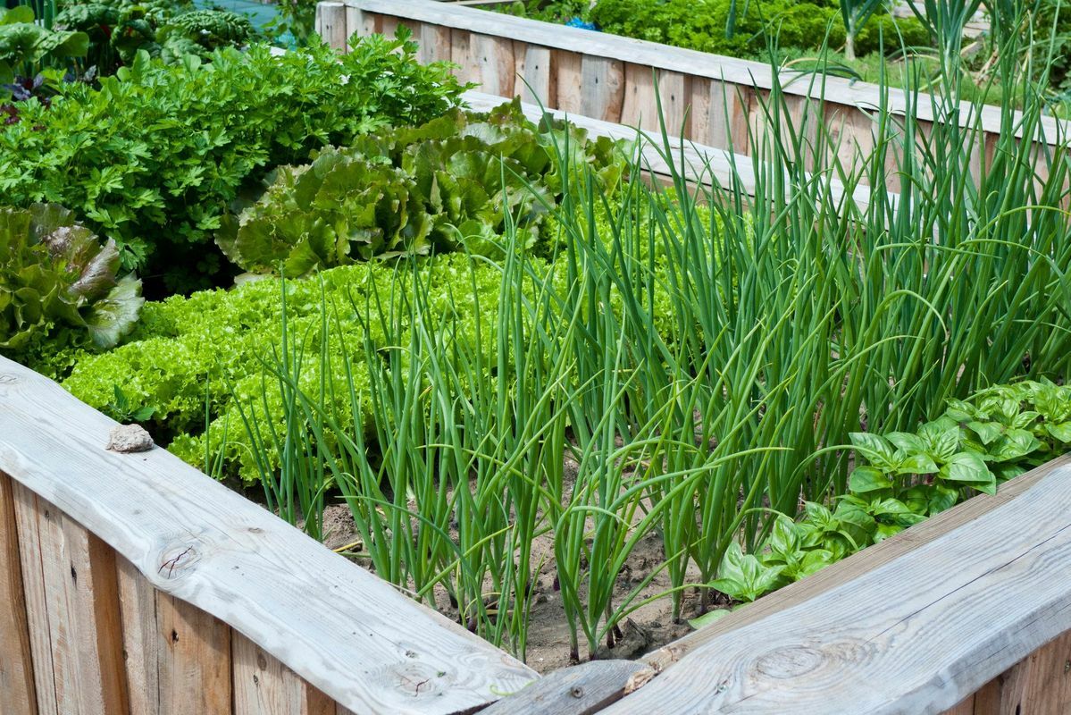 Что нужно посадить на огороде в мае и июне? Эти простые советы помогут получить богатый урожай овощей и зелени