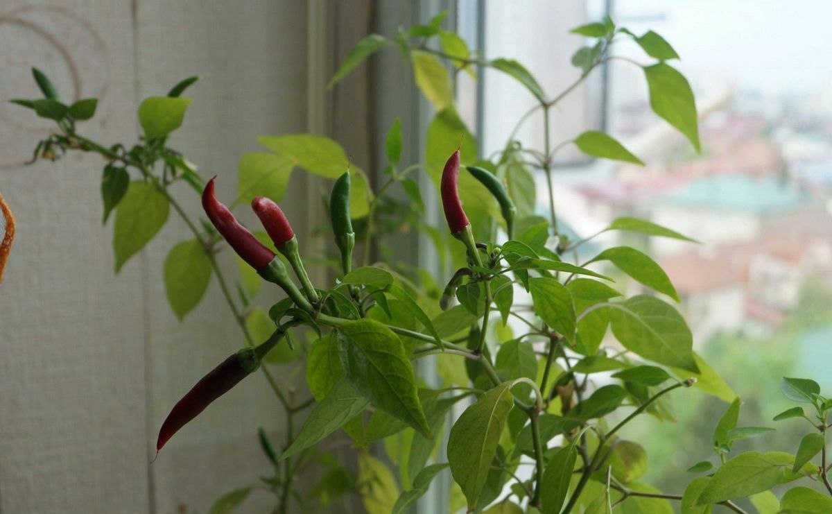 Хрустящие огурчики, сочные томаты и жгучий перчик. Какой еще урожай и как можно вырастить на балконе без хлопот?