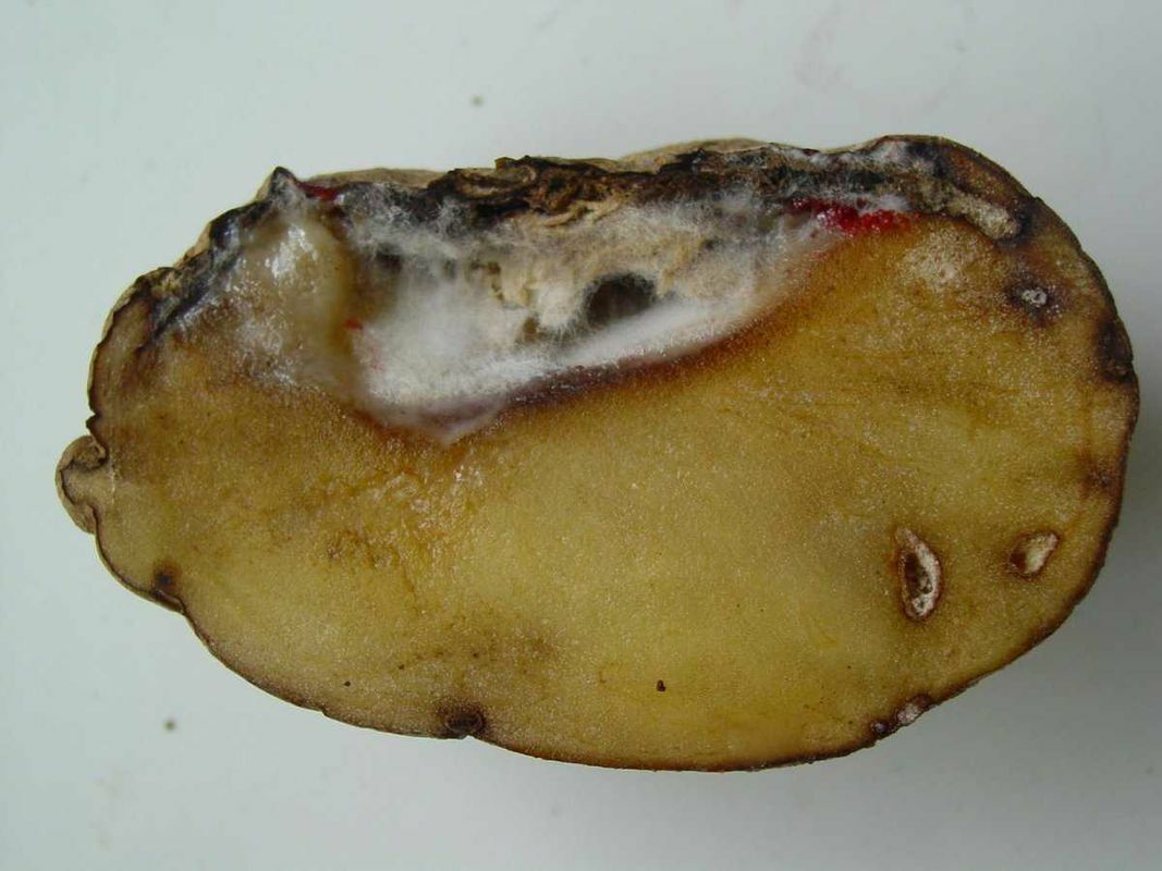 Эти болезни могут уничтожить урожай картофеля. Как избежать и чем лечить?