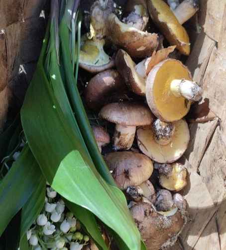 Фото: VK / "Грибы: Грибные войска Беларуси"