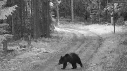 Появилось видео, как белорусский медведь-нелегал «ушёл в глубь Литвы». Но ему там не понравилось?