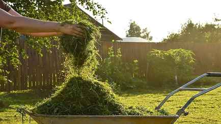 Как улучшить урожаи с помощью скошенной травы? Узнав эти 4 способа, вы перестанете её выбрасывать