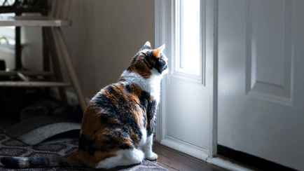 Как долго можно оставлять кошку одну? Всё зависит от нескольких факторов