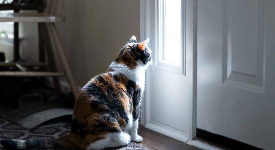 Как долго кошка может оставаться дома одна? Период