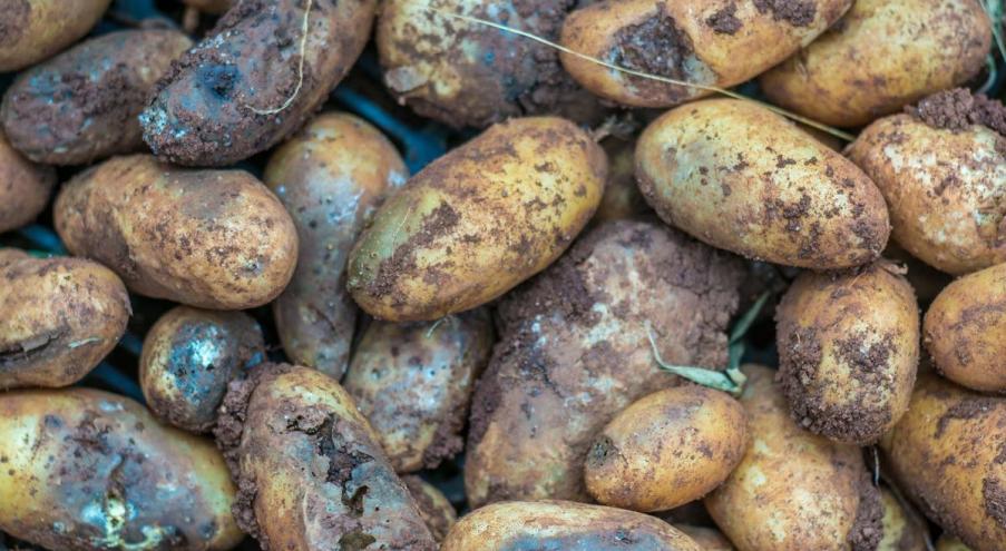 Основные болезни картофеля и способы борьбы с ними