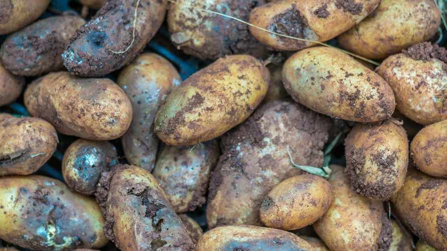 Эти болезни могут уничтожить урожай картофеля. Как избежать и чем лечить?