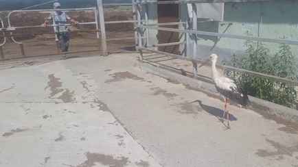 В МЧС показали, как спасли аиста, застрявшего на крыше под Воложином