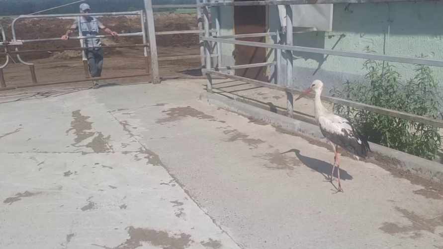 Скриншот видео МЧС РБ