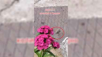 «Долго рыдала от разочарования» — В Гродно сняли на видео «белорусских колибри», которые оказались вовсе не птицами