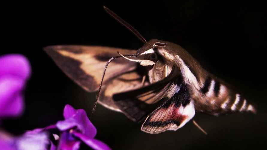 На фото - подмаренниковый бражник