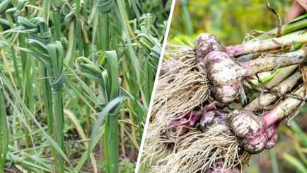 Зачем завязывать листья чеснока в узел? Вот когда и как это делать правильно