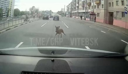«Может появиться в любой части города» – ГАИ предупредила о новом диком животном, бегающем по Витебску