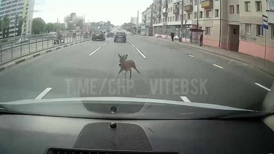 Скриншот видео тг-канала "ЧП Витебск"