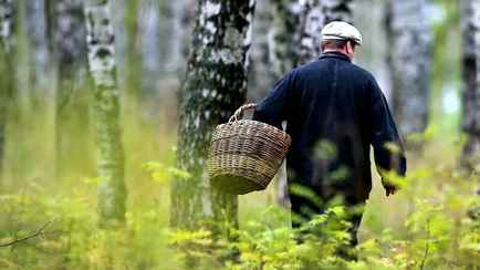 Минлесхоз ограничил посещение лесов по всей Беларуси. Что под запретом?