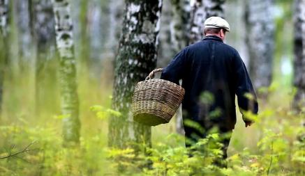 Минлесхоз ограничил посещение лесов по всей Беларуси. Что под запретом?
