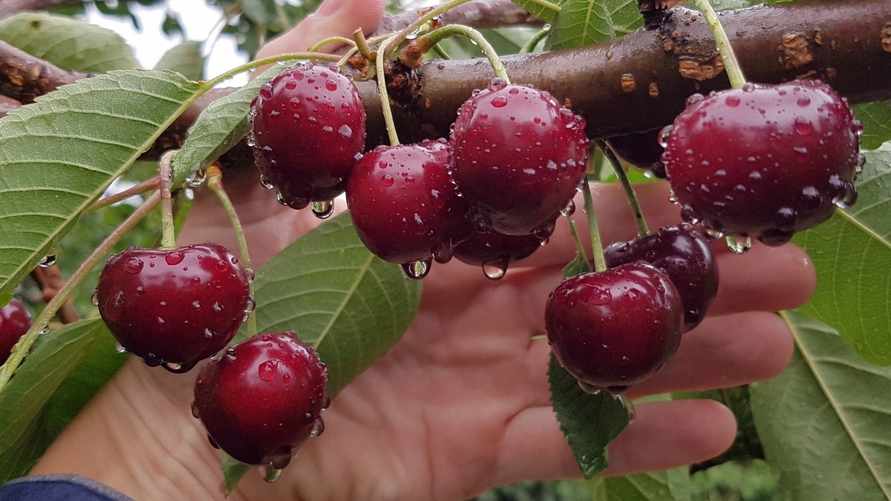 Как избежать червивых вишен и черешен? Вот когда и чем нужно успеть опрыскать деревья