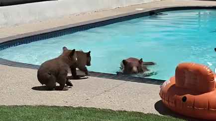 «Мимишность зашкаливает» — Американец снял на видео целую семью медведей у себя в бассейне