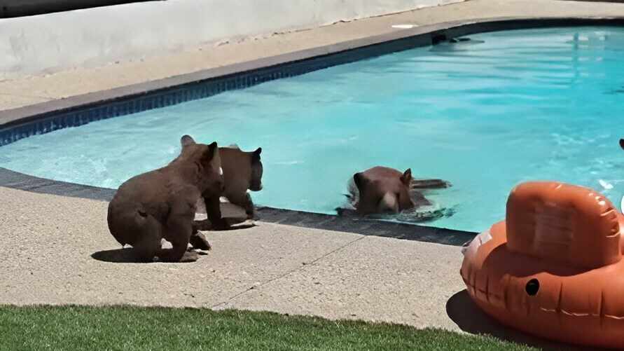 "Мимишность зашкаливает" — Американец снял на видео целую семью медведей у себя в бассейне