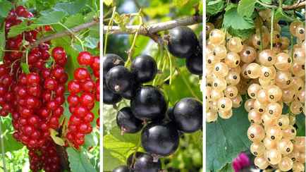 Как улучшить урожайность смородины? Приготовьте несложное удобрение из этого ингредиента