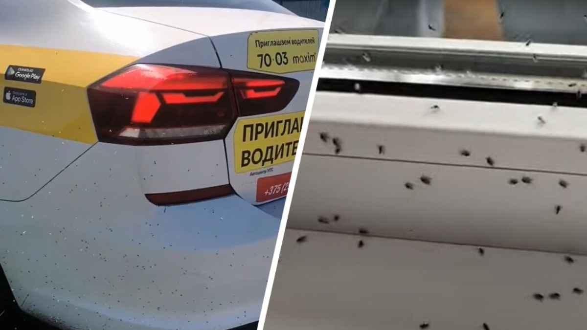 "Лайфхак для того, кто хочет начать бегать" - Юг Беларуси атаковали мошки. Как от них защититься?