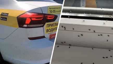 «Лайфхак для того, кто хочет начать бегать» — Юг Беларуси атаковали мошки. Как от них защититься?