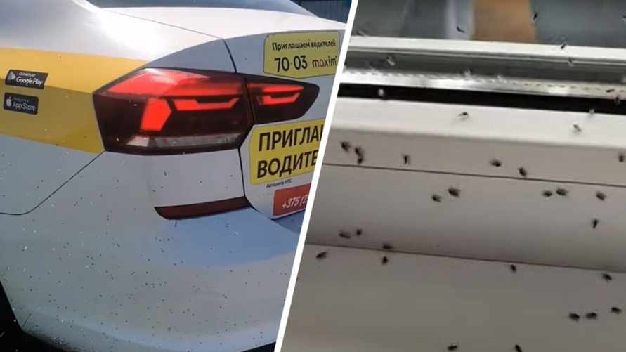 "Лайфхак для того, кто хочет начать бегать" - Юг Беларуси атаковали мошки. Как от них защититься?