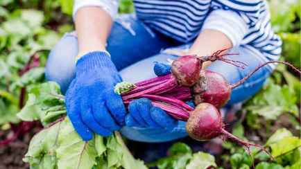Почему свекла вырастает мелкой? Соблюдая эти 4 фактора, вы не разочаруетесь в урожае