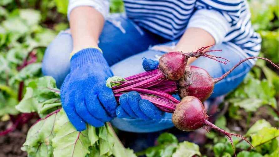 Почему свекла вырастает мелкой? Соблюдая эти 4 фактора, вы не разочаруетесь в урожае