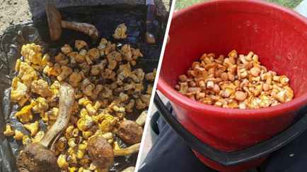 «Лес просит дождя» — Белорусские грибники поделились фото первых лисичек-«разведчиков». Где?