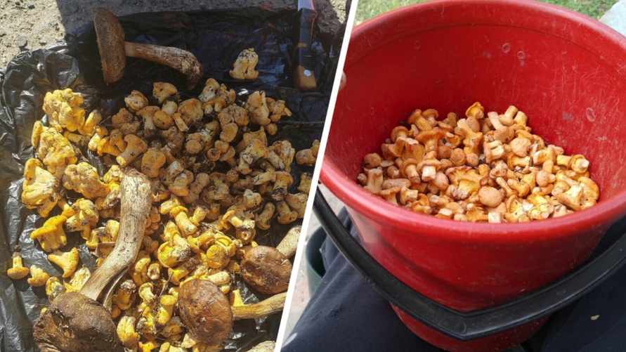 «Лес просит дождя» - Белорусские грибники поделились фото первых лисичек-«разведчиков». Где?