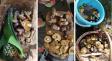 Белорусские грибники «официально открыли» сезон летних грибов. Где боровики и маслята уже берут корзинками?