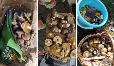 Белорусские грибники «официально открыли» сезон летних грибов. Где боровики и маслята уже берут корзинками?