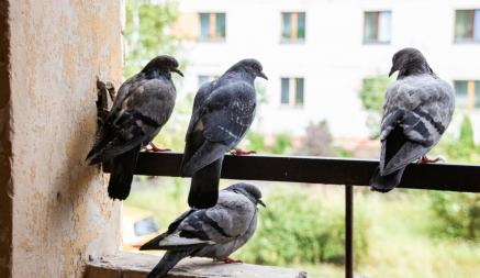 Как «выселить» голубей с балкона? Этот цвет поможет отпугнуть их