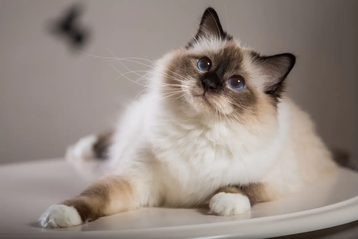Кошки каких пород живут дольше и меньше всех? Учёные провели масштабное исследование