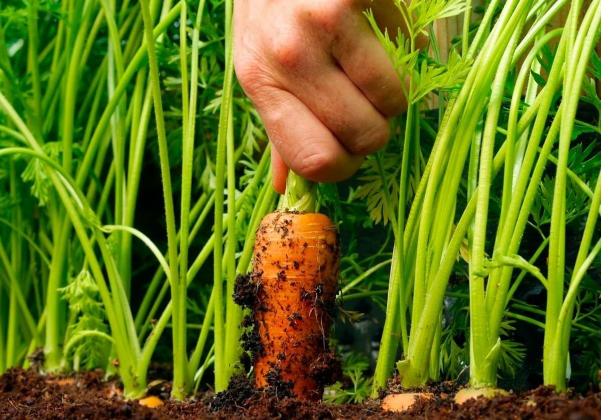 Как спасти морковь от болезней? Полейте её этим проверенным раствором