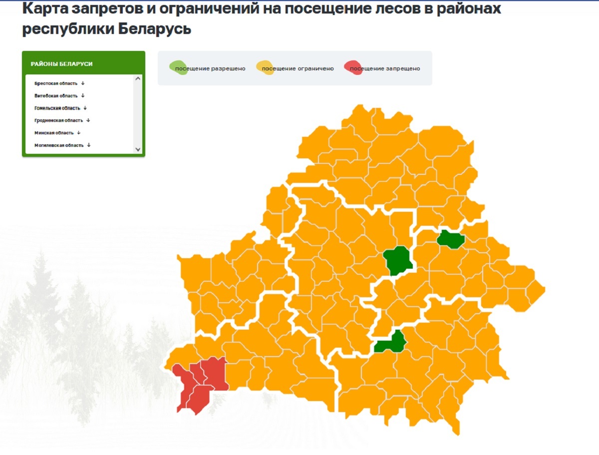 В четырёх районах Беларуси ввели полный запрет на посещение леса. Какой штраф грозит за нарушение?
