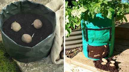 Посадите картофель в мешок — и получите шикарный урожай прямо на балконе. Как сделать это правильно?