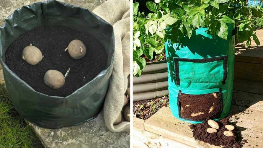 Посадите картофель в мешок — и получите шикарный урожай прямо на балконе. Как сделать это правильно?