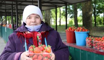 В Беларуси стартовал клубничный сезон. Почём продают ароматную ягоду отечественного производства?