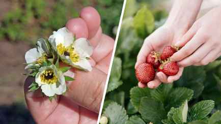 Почему у клубники чернеет сердцевина цветка? Вот что нужно сделать, чтобы спасти урожай